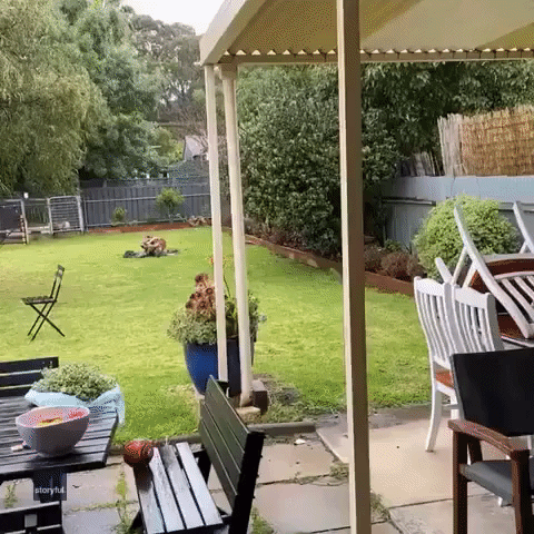 Kangaroo Bashes Fence While Hopping Out of Backyard