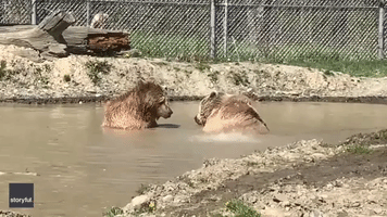 Rescue Bears Keep Cool at New York Sanctuary