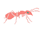Walking Bug Sticker by NickiP