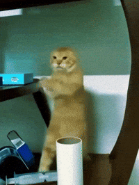 Bhm GIF