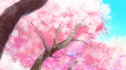 cherry blossoms pink GIF