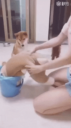 cuteanimalland giphyupload GIF