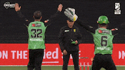 Melbourne Stars Cricket GIF by StarsBBL