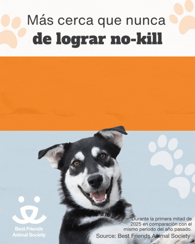 Adopt Animal Rescue GIF by Best Friends Animal Society