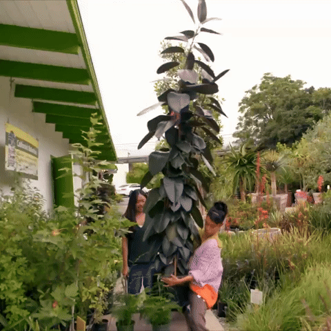 Carrying plants