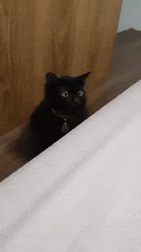 cats adorable kitten waiting hunter GIF