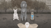season 1 cats GIF by Animals