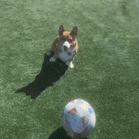 Corgi Cute Dog GIF
