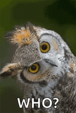 Photo gif. A cute multicolored owl cocks its head far to the left. The photo has been edited to show the owl's eyes blinking rapidly to appear confused. Text, "Who?"