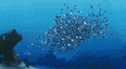 finding nemo pixar gif GIF by Disney Pixar