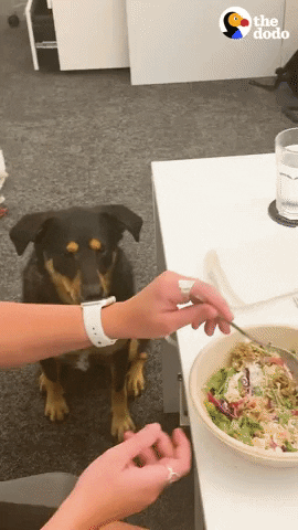 Dog Office GIF by The Dodo