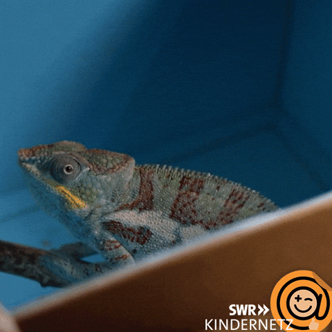 See Tiere Bis Unters Dach GIF by SWR Kindernetz