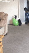 Bunny Pops Balloon GIF by ViralHog