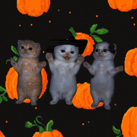 Pumpkin Spice Lol GIF by LA CALABAZA DAILY