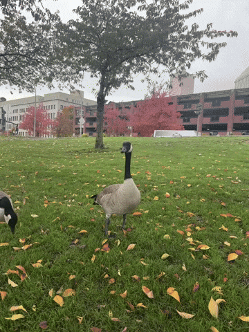 Canadian Portland GIF by EDGARDUDE