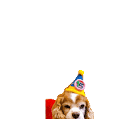 Birthday Love Sticker