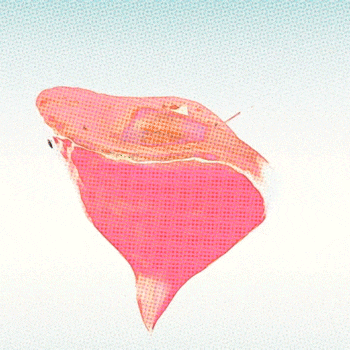 aftereffects morph GIF by hamasakihaus