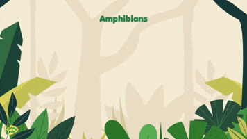 Amphibians