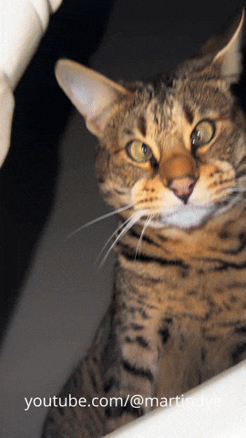 martinjdye giphyupload cat oops funny cat GIF