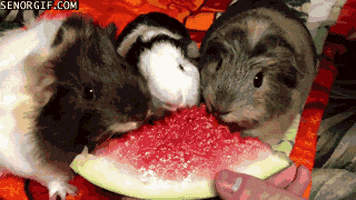 pigging guinea pigs GIF by Cheezburger