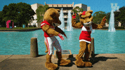 houstoncougars houston sasha gocoogs shasta GIF