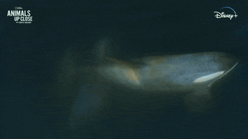 Nat Geo Rainbow GIF by National Geographic Channel