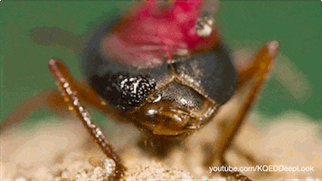 GIF by KQEDScience
