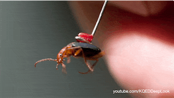 GIF by KQEDScience