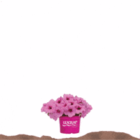 Flower Pot Wave GIF by Ball Horticultural Co
