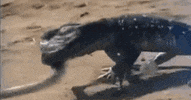 GIF by Rant