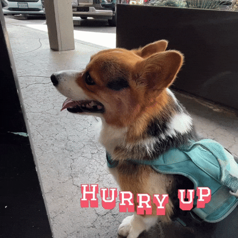 Hurry Up Corgi GIF