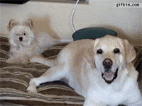 dog wagging GIF