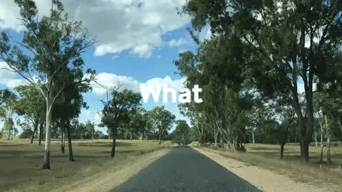 tree roadtrip GIF