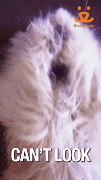 Cant Look Best Friends GIF by Best Friends Animal Society