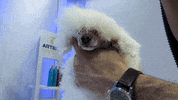Dogs Stripping GIF by Artero Professional Line
