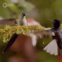 Face Off Bird GIF by Nature on PBS