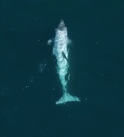  Sighting of Incredible and Rare White Orca