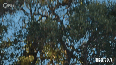 Season 2 Oops GIF by PBS