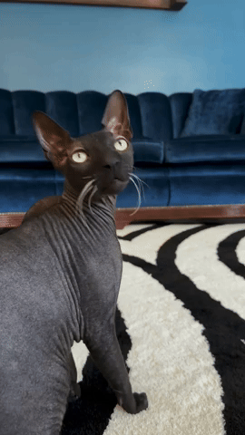 meowing black sphynx cat
