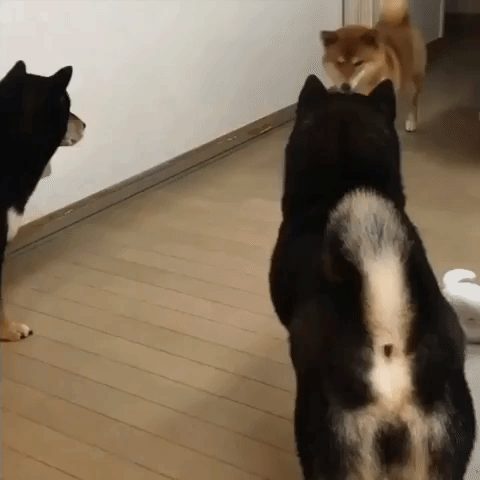 Japanese Dogs Have Tense Stand Off