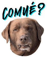 Cei Surfdog Sticker by Bono Surf Dog