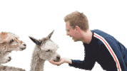 Bauer Sucht Frau Alpaca Sticker by Sven H. Photography