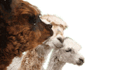 Bauer Sucht Frau Alpaca Sticker by Sven H. Photography