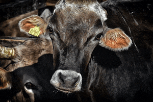 Mother Cow GIF by Mercy For Animals