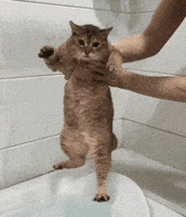 Mei Mei Cat GIF