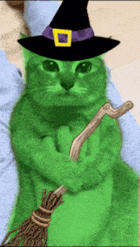 Mei Mei Cat GIF