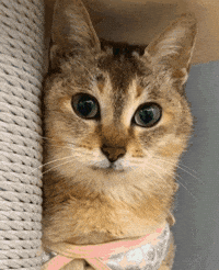 Mei Mei Cat GIF