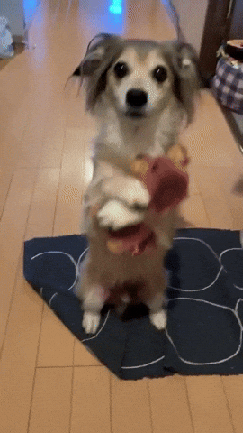 cuteanimalland giphyupload GIF