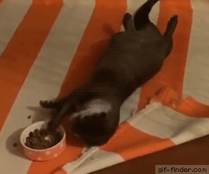 lazy GIF