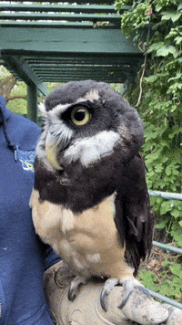 Owl Cortez GIF by Valley Zoo Development Society